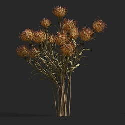 Maxtree-Plants Vol53 Leucospermum cordifolium 01 05 