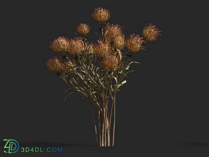 Maxtree-Plants Vol53 Leucospermum cordifolium 01 05