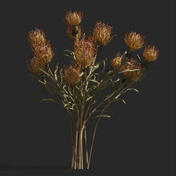 Maxtree-Plants Vol53 Leucospermum cordifolium 01 06 