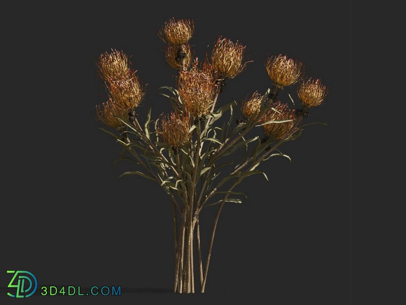 Maxtree-Plants Vol53 Leucospermum cordifolium 01 06
