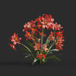 Maxtree-Plants Vol64 Hippeastrum rutilum 01 05 