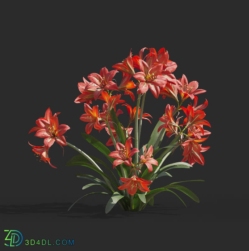 Maxtree-Plants Vol64 Hippeastrum rutilum 01 05