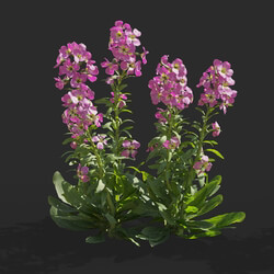 Maxtree-Plants Vol64 Matthiola incana 01 05 