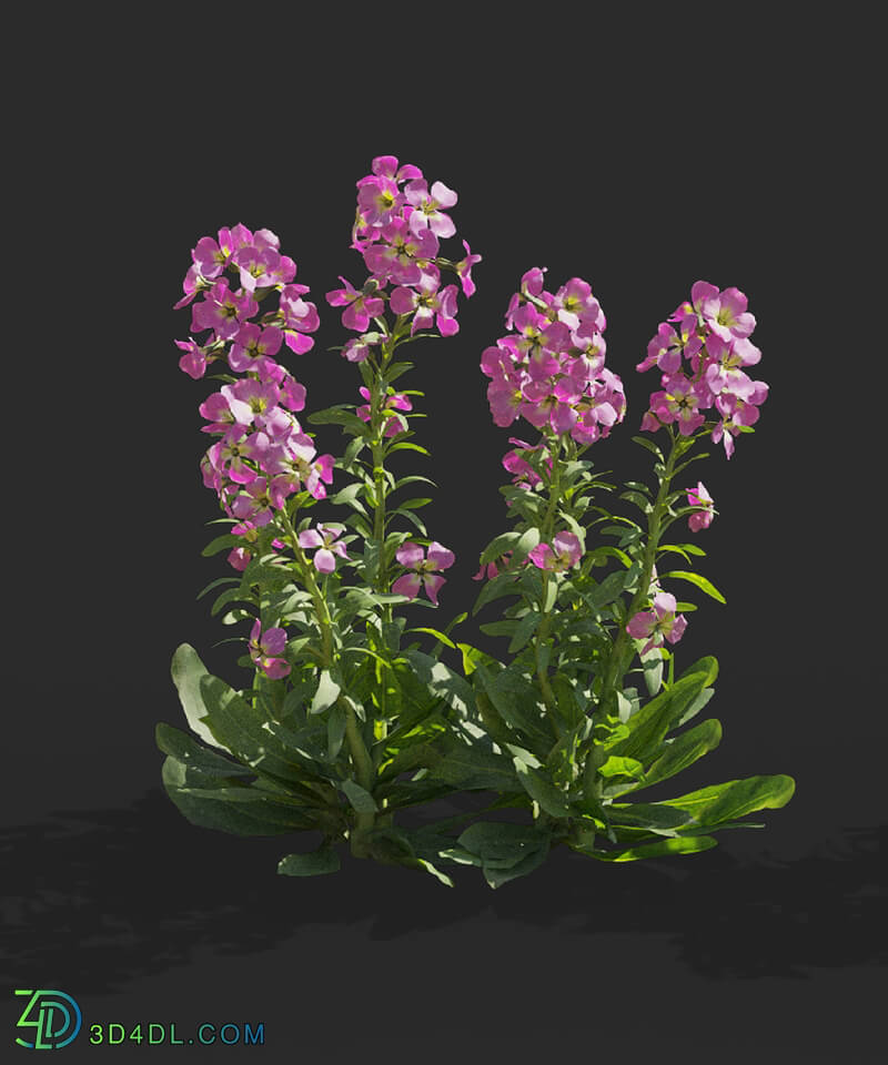 Maxtree-Plants Vol64 Matthiola incana 01 05