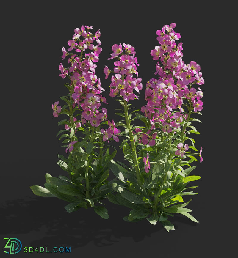 Maxtree-Plants Vol64 Matthiola incana 01 06