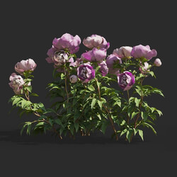 Maxtree-Plants Vol64 Paeonia lactiflorai 01 04 