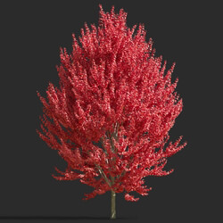 Maxtree-Plants Vol65 Acer rubrum 01 02 