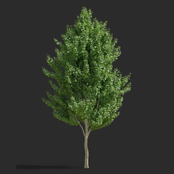 Maxtree-Plants Vol65 Acer rubrum 01 04 