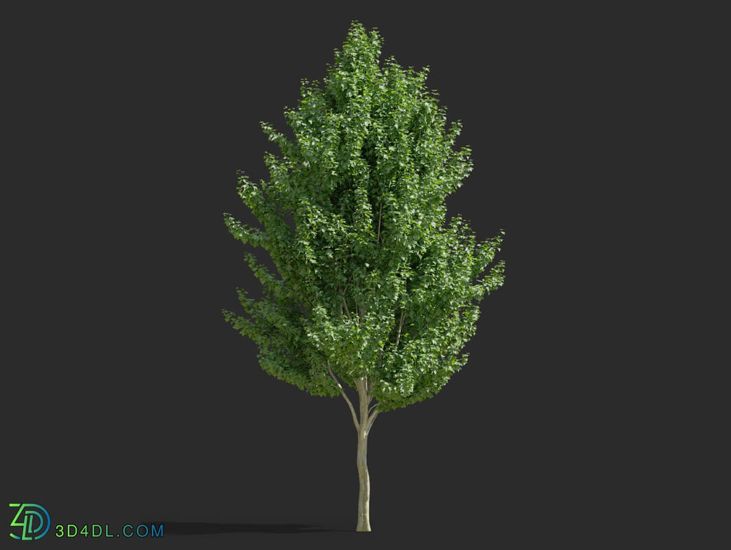 Maxtree-Plants Vol65 Acer rubrum 01 04