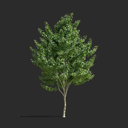 Maxtree-Plants Vol65 Acer rubrum 01 05 