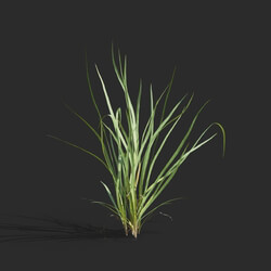 Maxtree-Plants Vol65 Acorus calamus 01 01 
