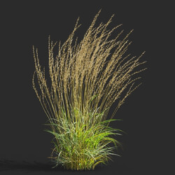 Maxtree-Plants Vol65 Calamagrostis acutiflora 01 06 