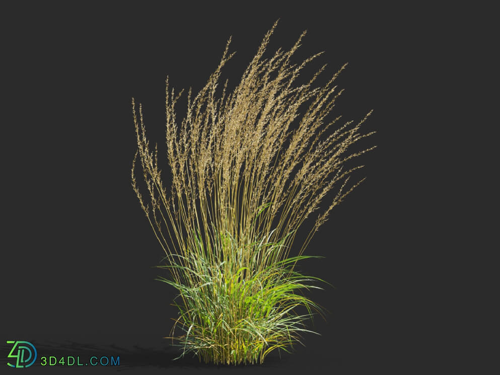 Maxtree-Plants Vol65 Calamagrostis acutiflora 01 06