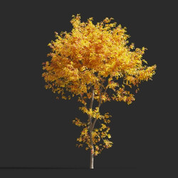 Maxtree-Plants Vol65 Sassafras albidum 01 02 