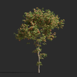 Maxtree-Plants Vol65 Sassafras albidum 01 03 