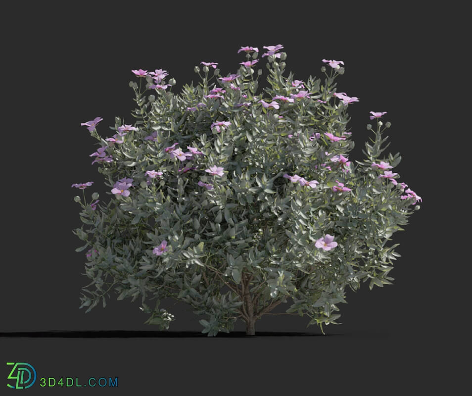Maxtree-Plants Vol77 Cistus albidus 01 01