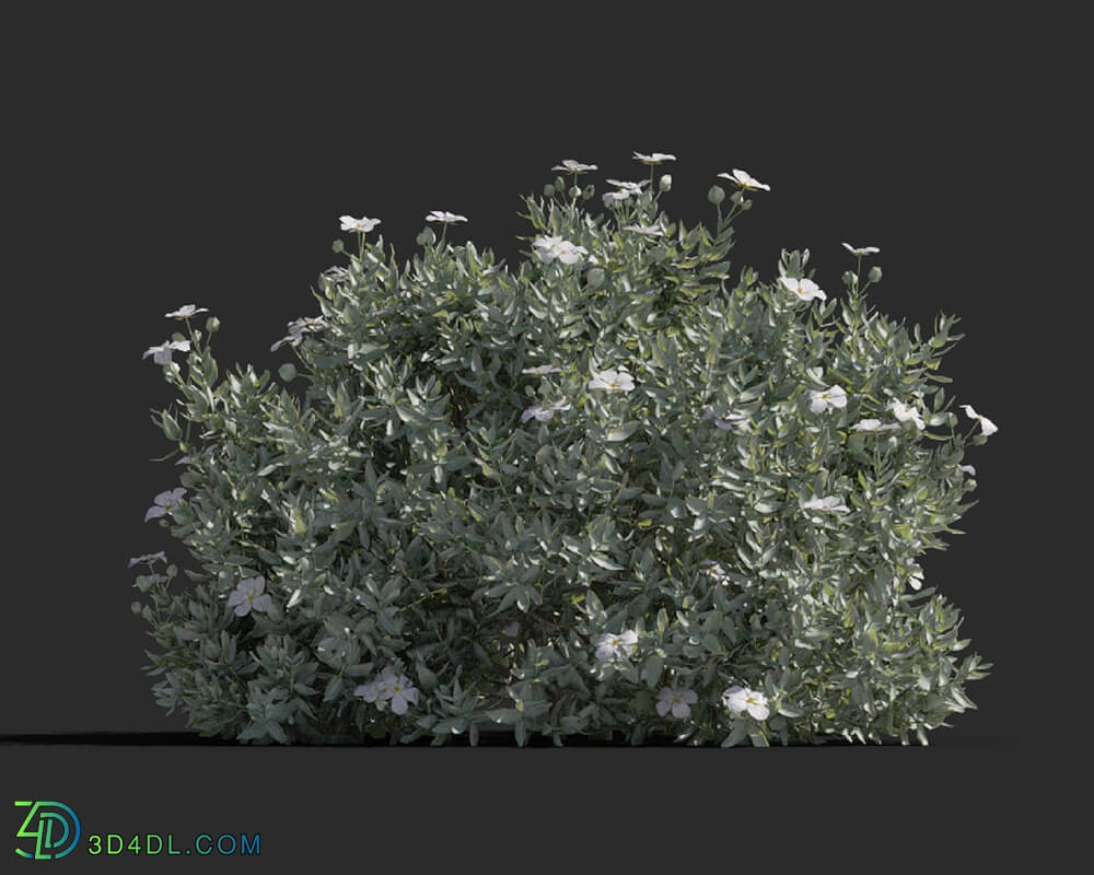 Maxtree-Plants Vol77 Cistus albidus 01 02