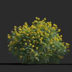 Maxtree-Plants Vol77 Coronilla glauca 01 01 