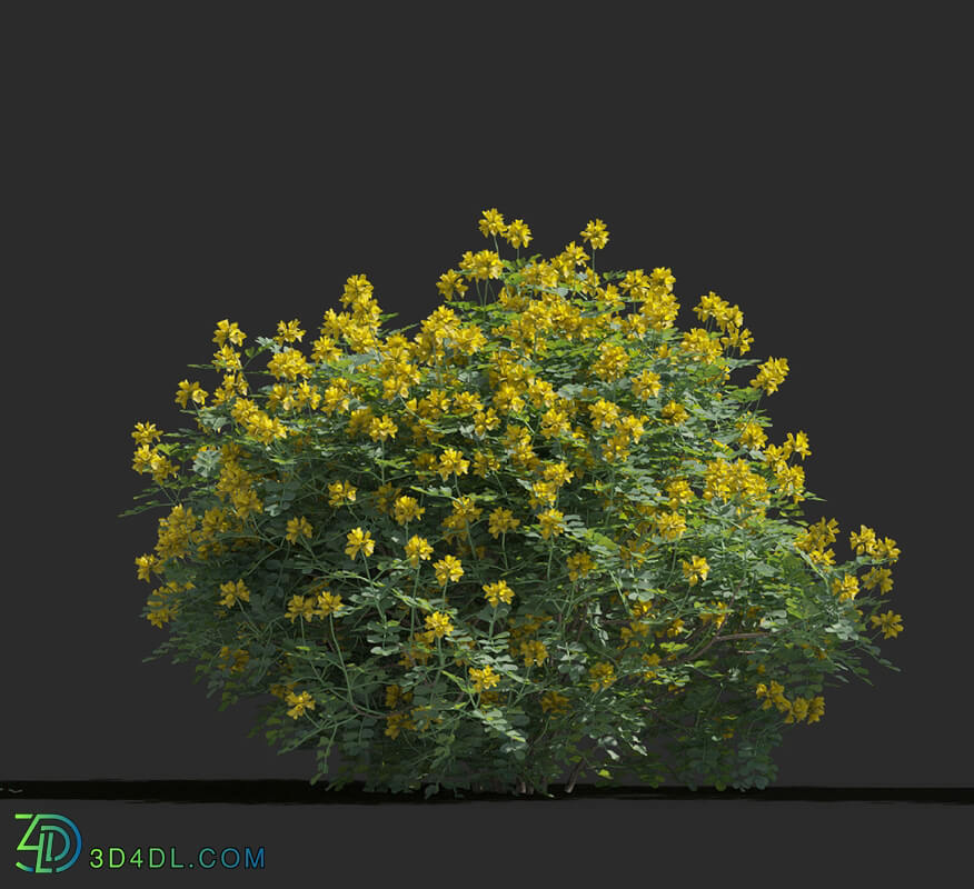 Maxtree-Plants Vol77 Coronilla glauca 01 01