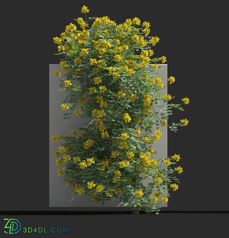 Maxtree-Plants Vol77 Coronilla glauca 01 02