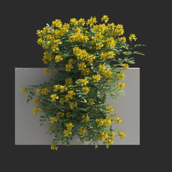 Maxtree-Plants Vol77 Coronilla glauca 01 03 