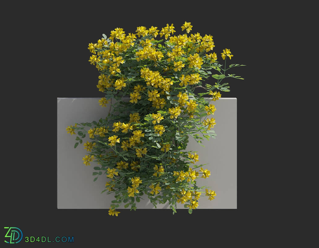 Maxtree-Plants Vol77 Coronilla glauca 01 03