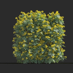 Maxtree-Plants Vol77 Coronilla glauca 01 04 