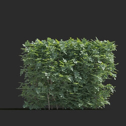 Maxtree-Plants Vol77 Coronilla glauca 01 05 