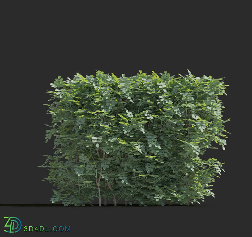 Maxtree-Plants Vol77 Coronilla glauca 01 05