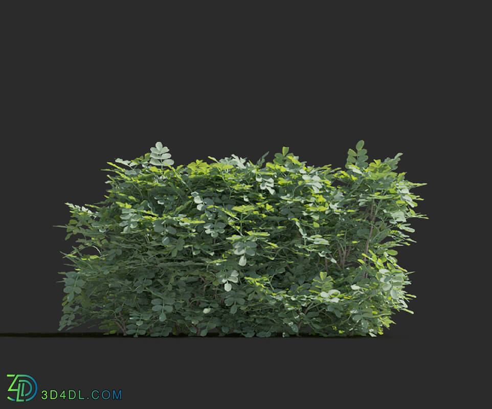 Maxtree-Plants Vol77 Coronilla glauca 01 06