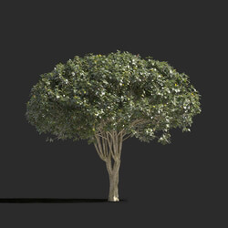 Maxtree-Plants Vol77 Euonymus europaeus 01 01 