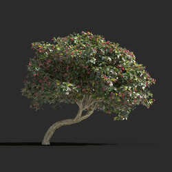 Maxtree-Plants Vol77 Euonymus europaeus 01 03 