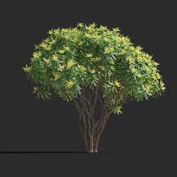 Maxtree-Plants Vol77 Euphorbia dentroides 01 04 
