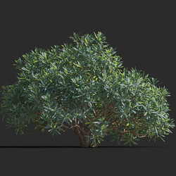 Maxtree-Plants Vol77 Euphorbia dentroides 01 05 
