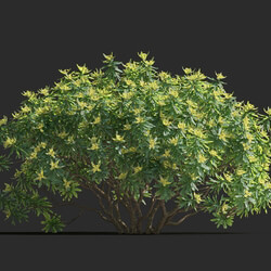 Maxtree-Plants Vol77 Euphorbia dentroides 01 06 