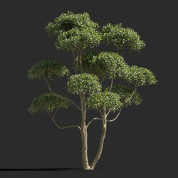 Maxtree-Plants Vol77 Phillyrea angustifolia 01 02 