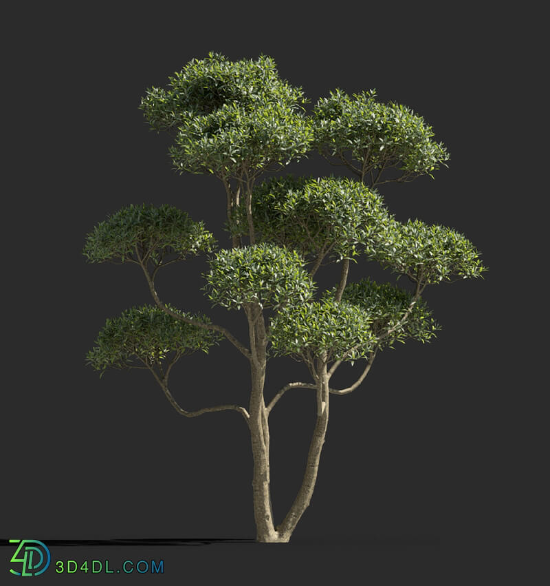 Maxtree-Plants Vol77 Phillyrea angustifolia 01 02