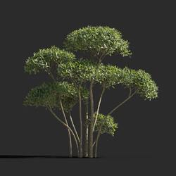 Maxtree-Plants Vol77 Phillyrea angustifolia 01 03 