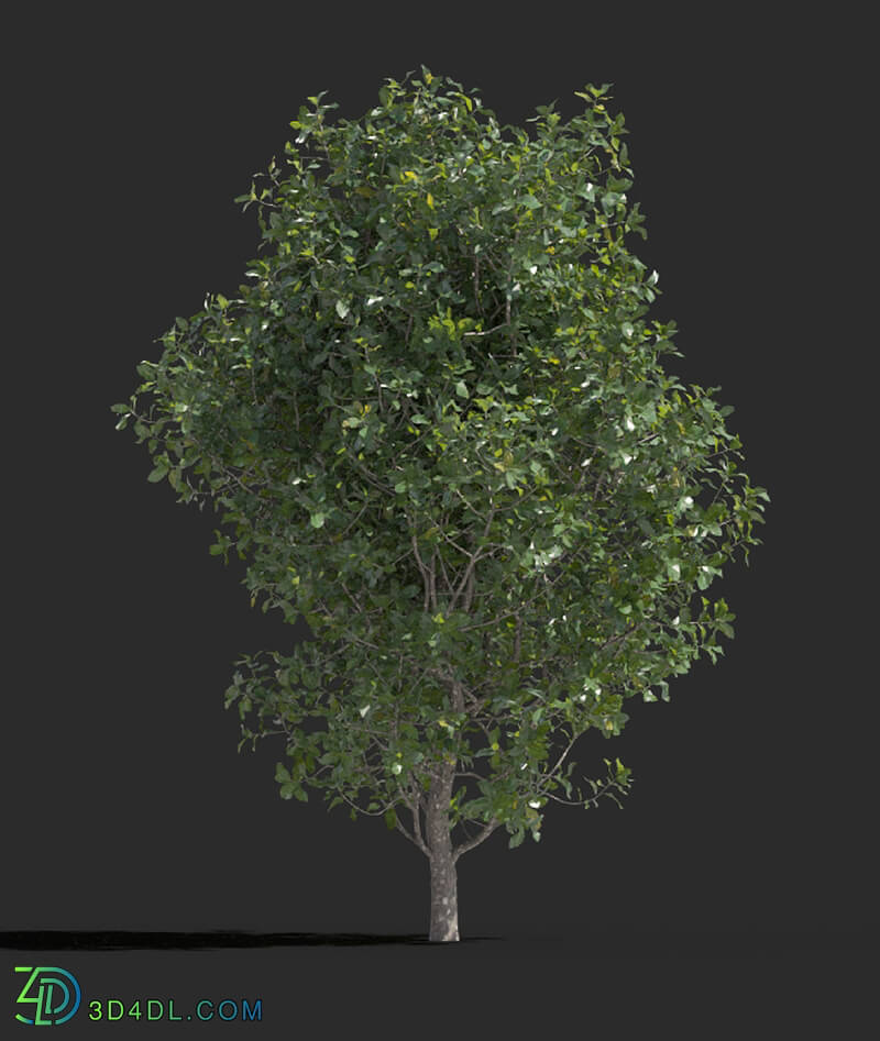 Maxtree-Plants Vol77 Quercus coccifera 01 01