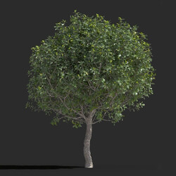 Maxtree-Plants Vol77 Quercus coccifera 01 03 