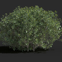 Maxtree-Plants Vol77 Quercus coccifera 01 04 
