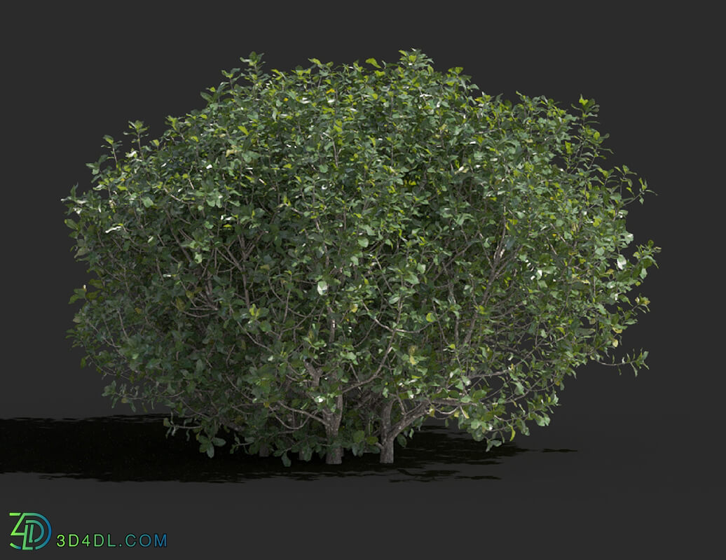 Maxtree-Plants Vol77 Quercus coccifera 01 04