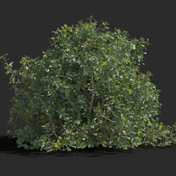 Maxtree-Plants Vol77 Quercus coccifera 01 05 