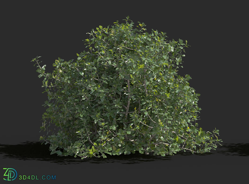 Maxtree-Plants Vol77 Quercus coccifera 01 05