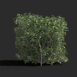 Maxtree-Plants Vol77 Quercus coccifera 01 06 