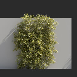 Maxtree-Plants Vol77 Solanum jasminoides variegata 01 02 