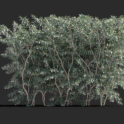 Maxtree-Plants Vol77 Vaccinium ovatum 01 03 