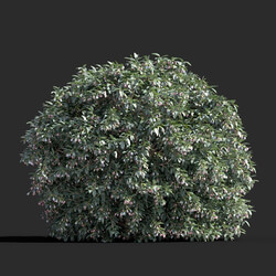 Maxtree-Plants Vol77 Vaccinium ovatum 01 05 
