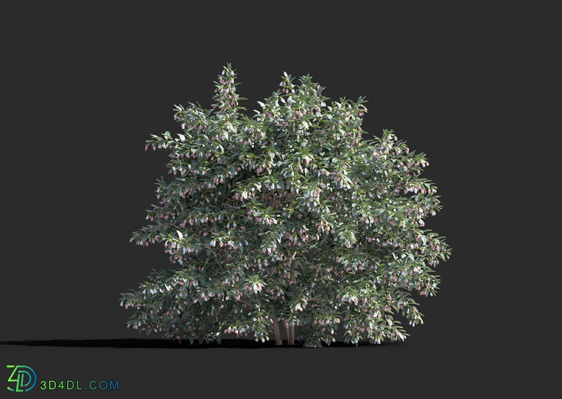 Maxtree-Plants Vol77 Vaccinium ovatum 01 06