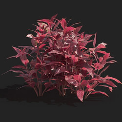 Maxtree-Plants Vol83 Alternanthera reineckii 01 01 